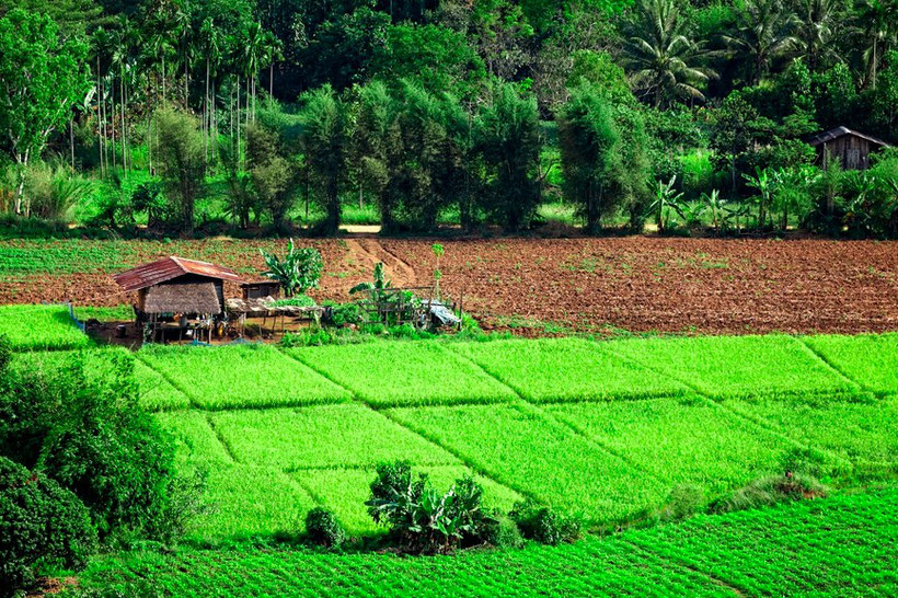 Reisfelder bei Tak