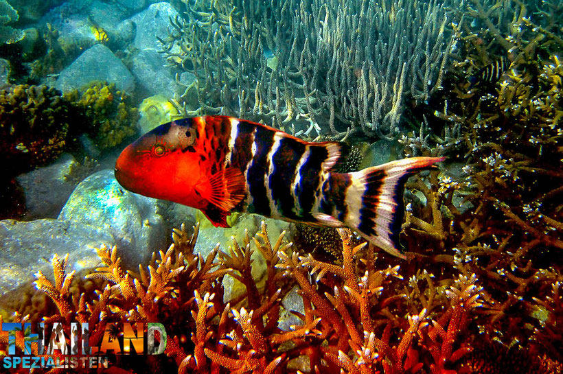 Red-breasted-Lippfisch (Cheilinus fasciatus) - Schnorcheln bei Phuket