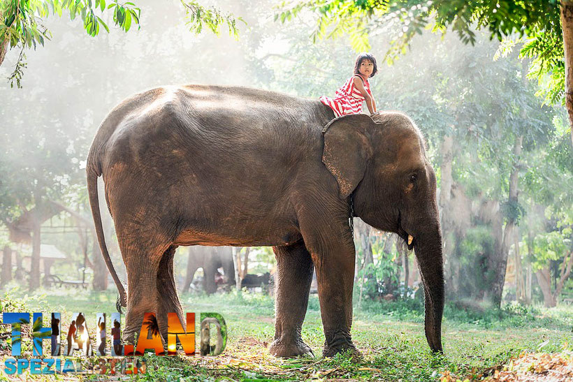 Thailändisches Mädchen reitet auf einem Elefanten in Ayutthaya