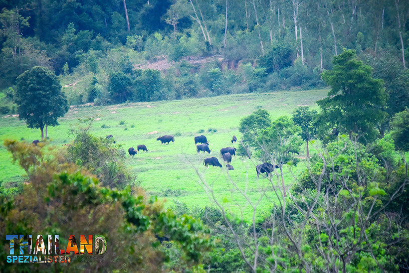 Gaur im Kui Buri-Nationalpark