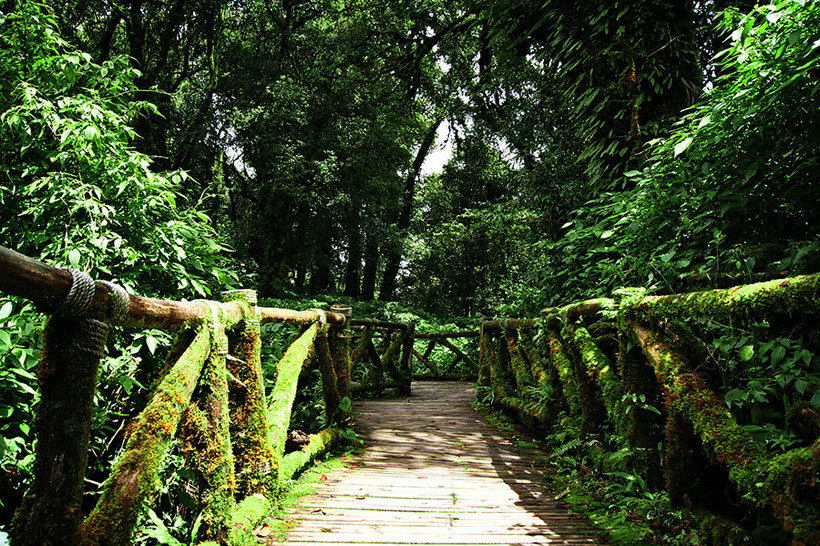 Dschungel-Treppe im Doi Inthanon Nationalpark