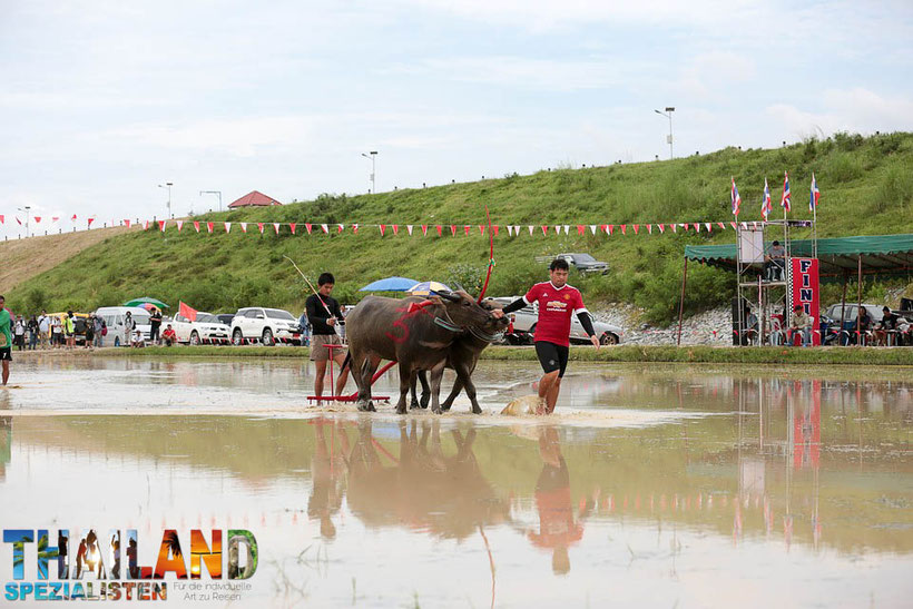 Wasserbüffel-Rennen in Thailand
