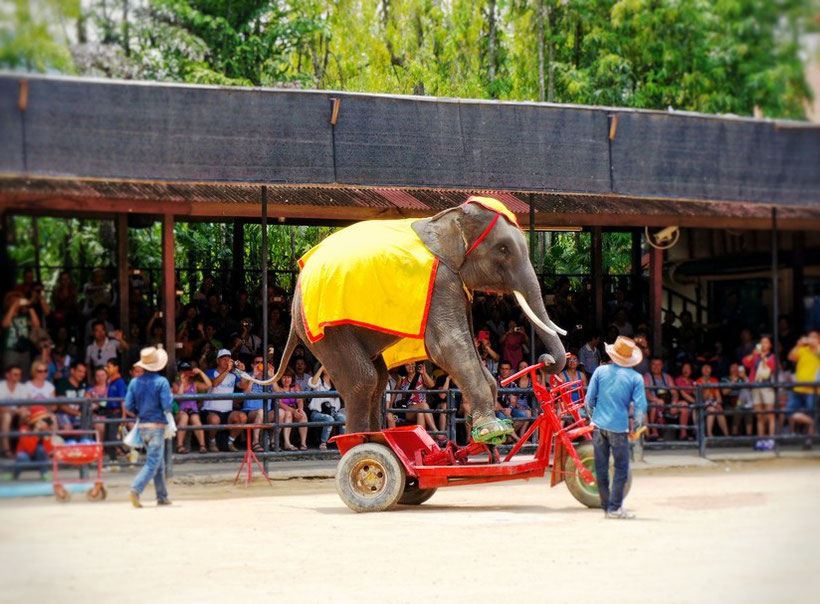 Elefanten-Shows in Thailand