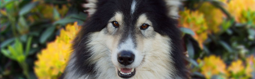 Hundeschule Hundepension Dresden