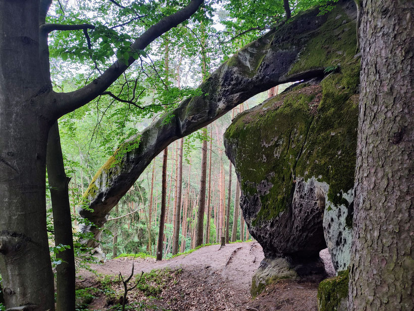 Kein Zweifel, da steht ein Elefant im Wald!