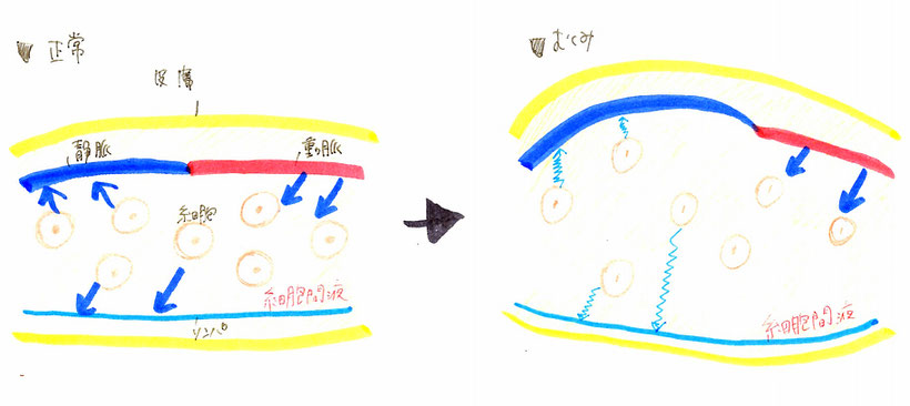 絵が下手すぎて…泣けてくる|д゚)