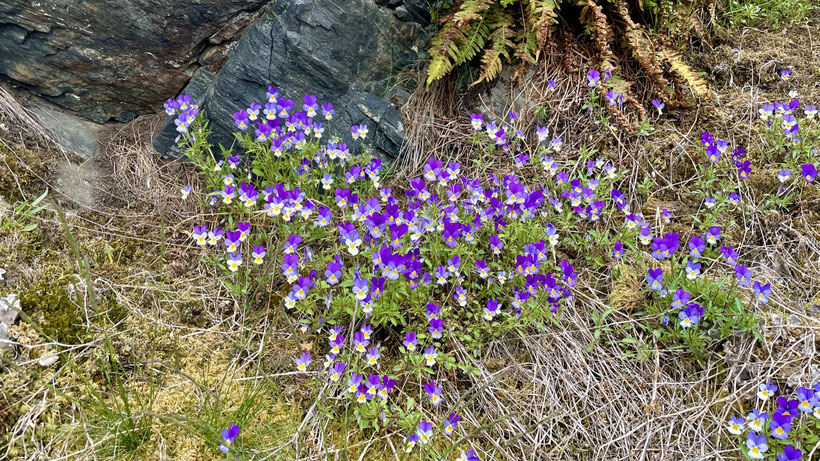 Bergfrühling auf Meereshöhe