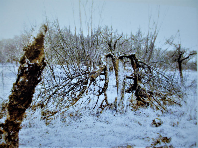 Foto aus "Wie ein Baum" von R.H. Greve