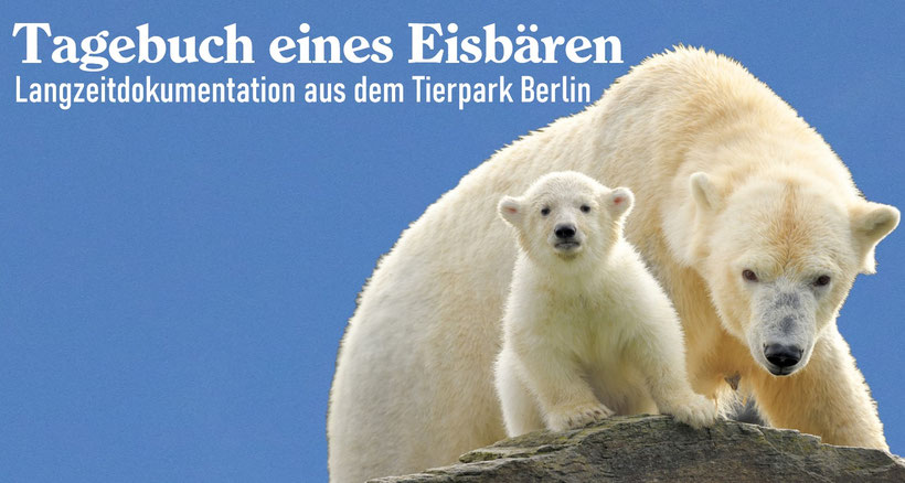 Tagebuch Eines Eisbaren Fernsehfunk Berlin De