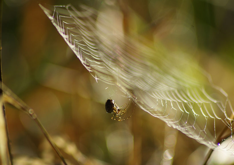 Spinne in ihrem Netz
