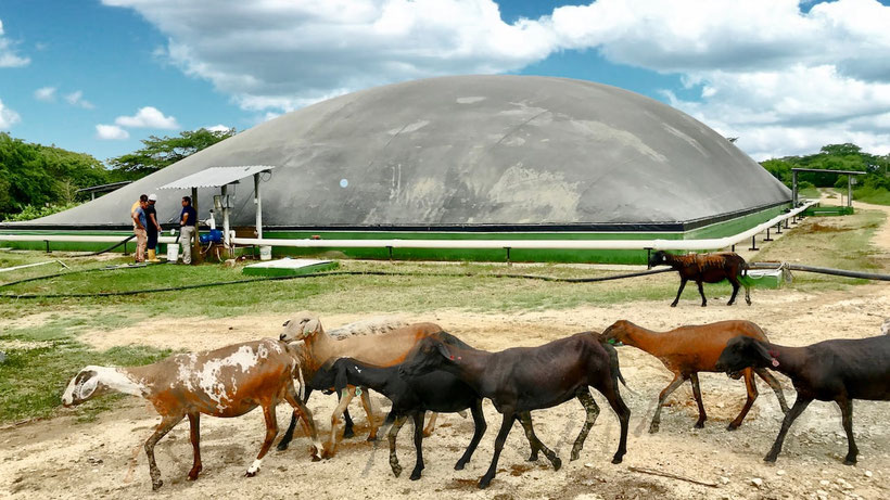 CSTR digester biogas - manure - chucken manure - dairy waste 