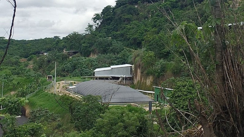 Covered lagoon digester for pig manure