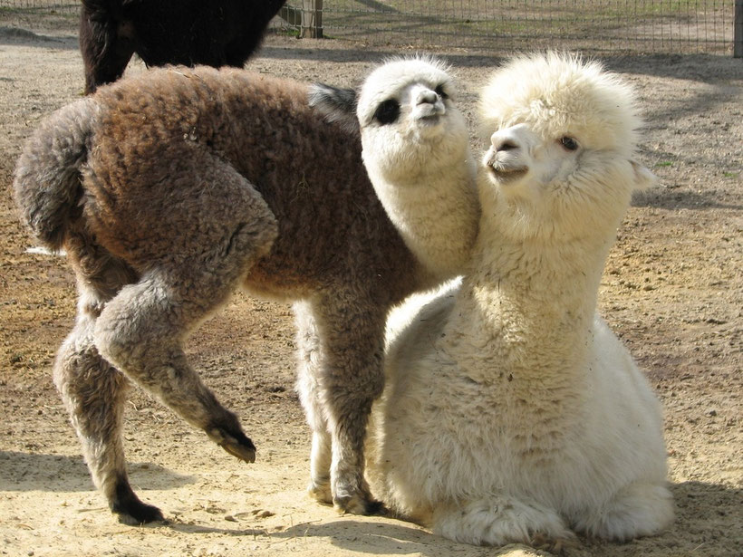 Contact Jersey Shore Alpacas Fleece and Fun for Everyone!