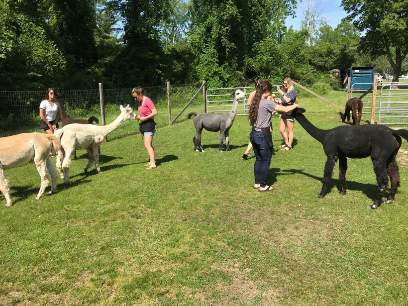 Private Tours (Scheduled YearRound) Jersey Shore Alpacas Fleece