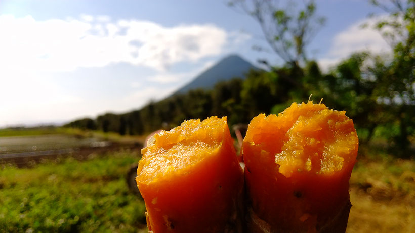 幸せのさつまいもの畑で休憩時はいつも焼き芋食べてます。今日は幸せの安納芋、自然な甘さが美味しいです。