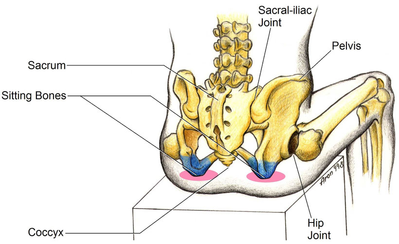 finding your sit bones.