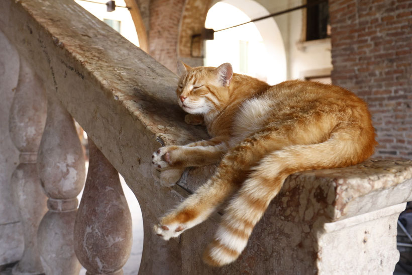 Gatto Rossini,