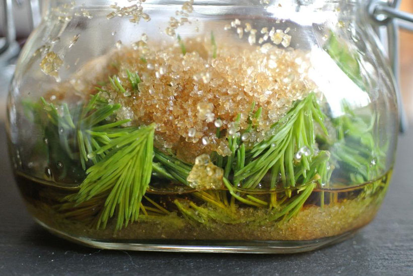 Fichtensirup aus Fichten- oder Tannenspitzen selber machen