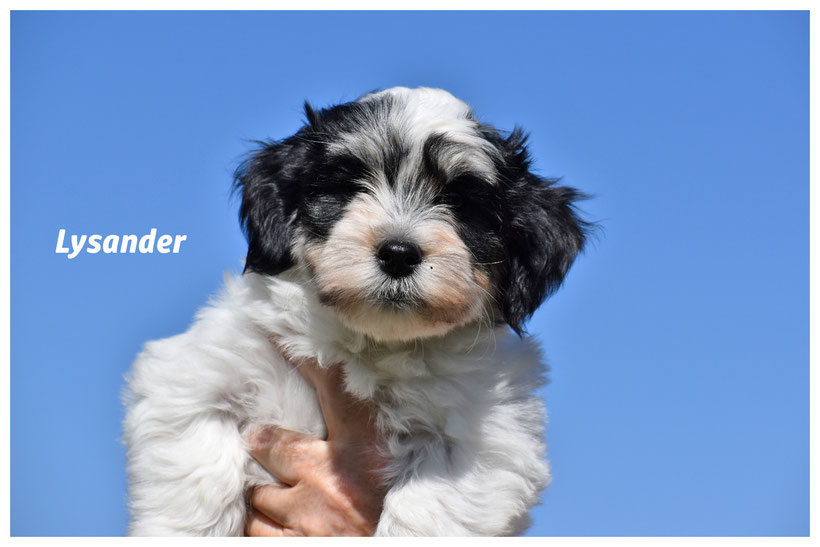 Lysander