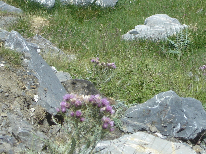 Et au retour, une marmotte daigne poser pour la photo!