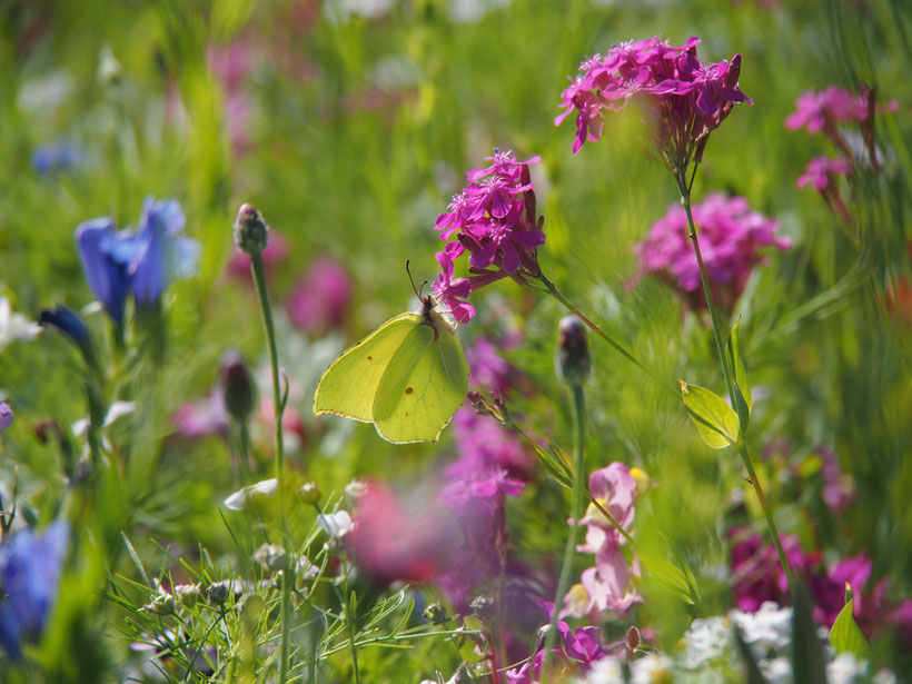 Eine artenreiche Blumenwiese ist auch für Schmetterlinge und viele andere Insekten überlebenswichtig.