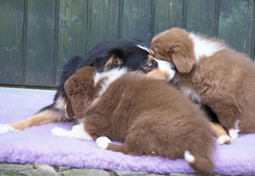 Mini-Aussie-Hündin mit zwei Aussie-Welpen auf Vet Bed