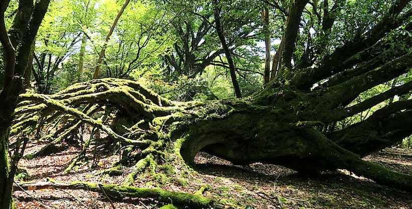 猿山の主　大ヤマグルマ