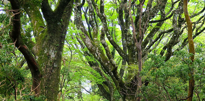 猿山南東尾根　ブナ林