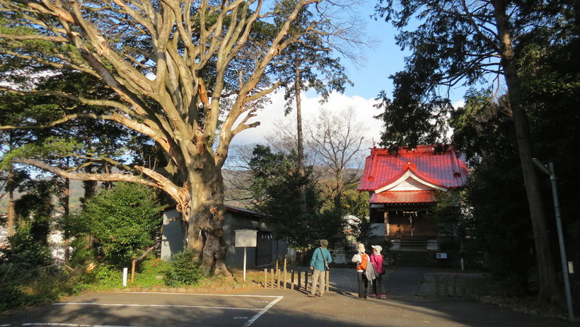 比波預天神社　ホルトの木