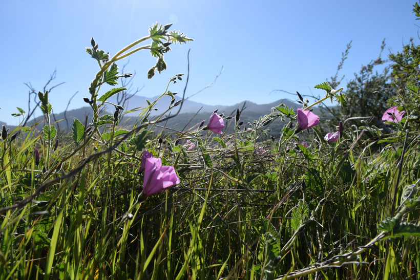 Blütenpracht beim Spaziergang in La Vega, Casa Madera