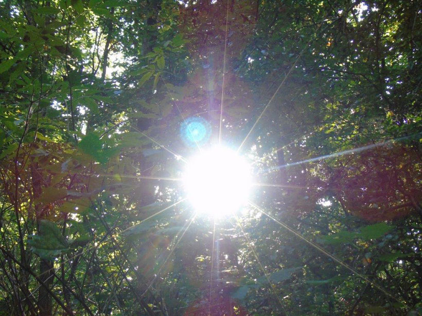 "Der Stern im Wald", www.lichtwesenfotografie.com