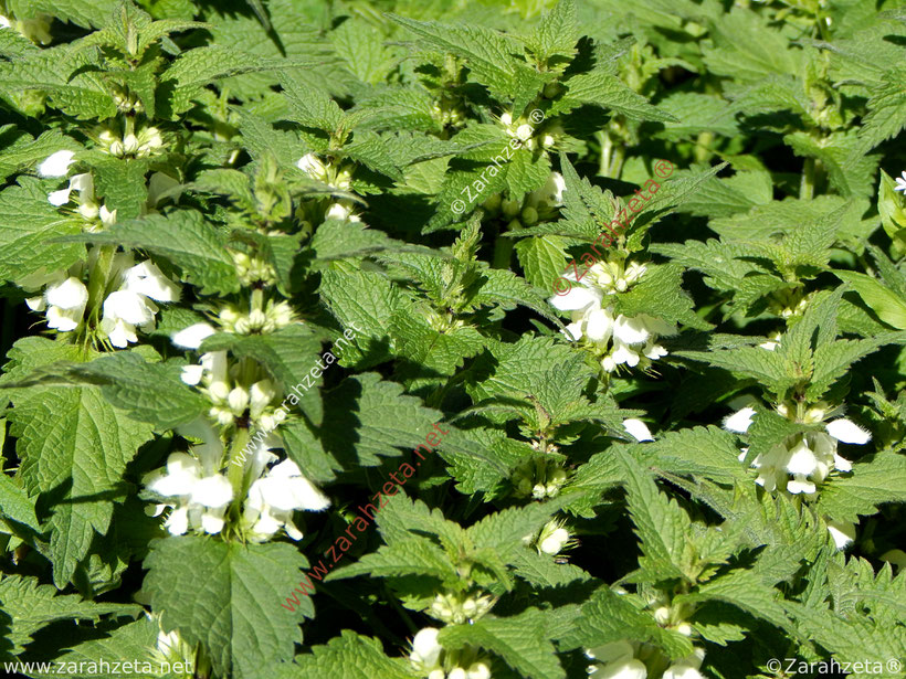 Frische Brennessel im Garten