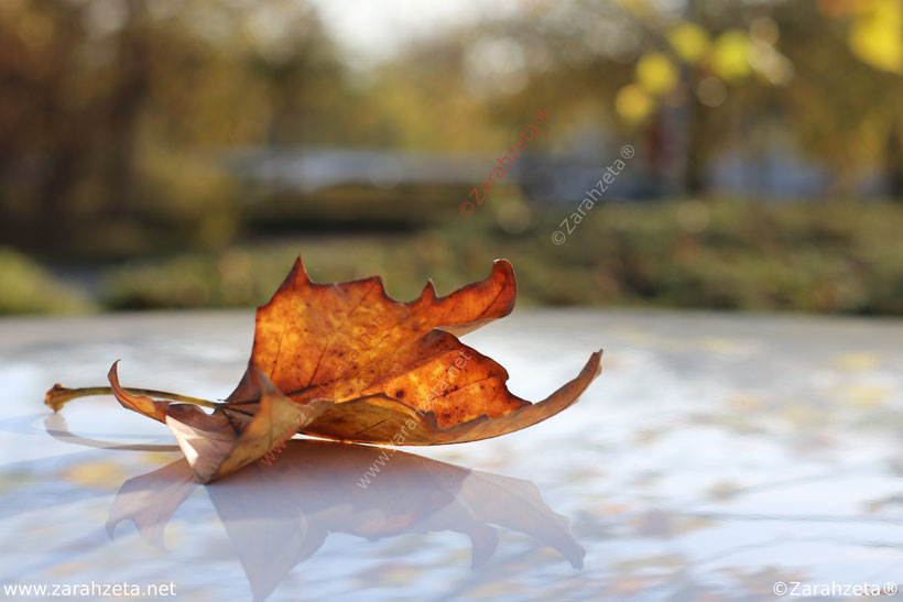 Herbstblatt auf dem Autodach
