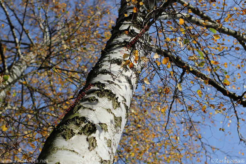 Baumstamm einer Birke im Herbst