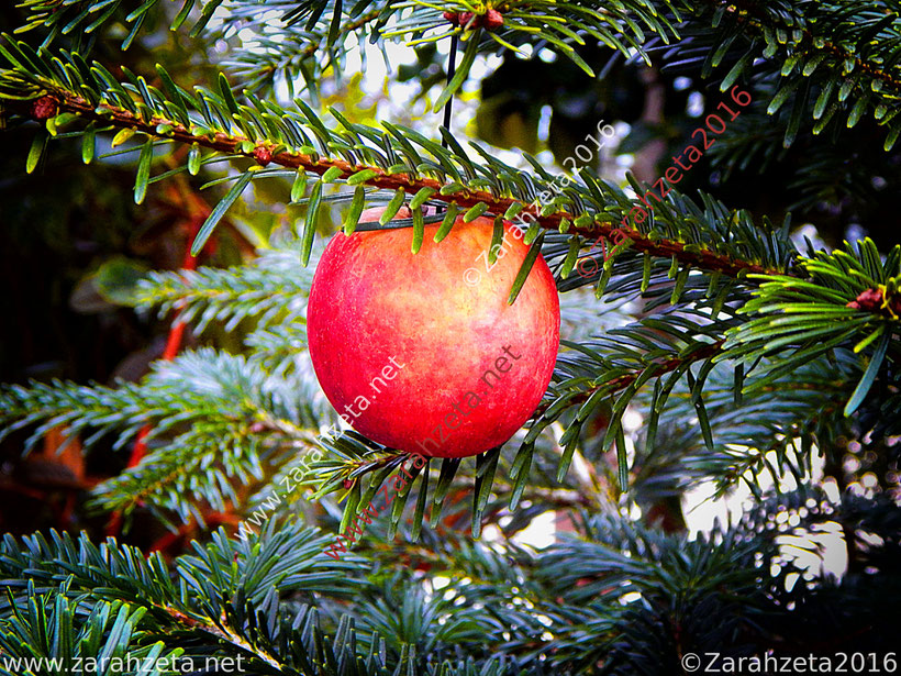Weihnachtszeit mit Apfel als Christbaumkugel
