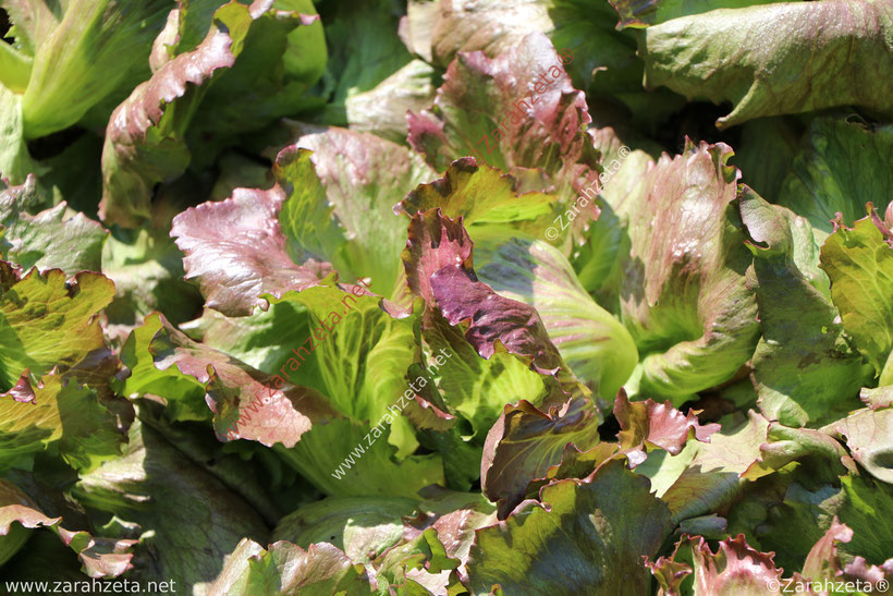 Frischer Kopfsalat aus dem Garten