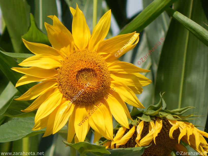 Zarahzetas Texte mit Gelbe Sonnenblume