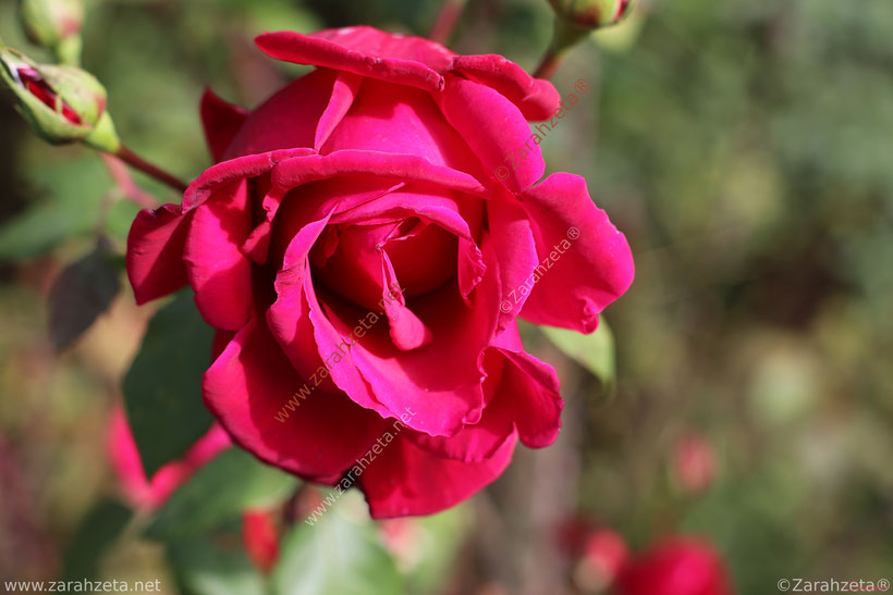 Pinke Rose im Sommer im Rosengarten