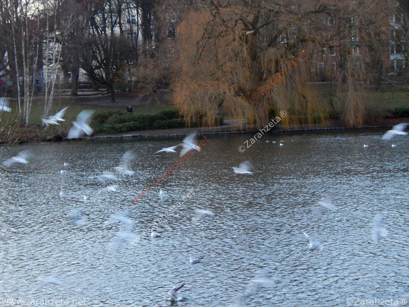 Fliegende Möwen über dem Stadtsee