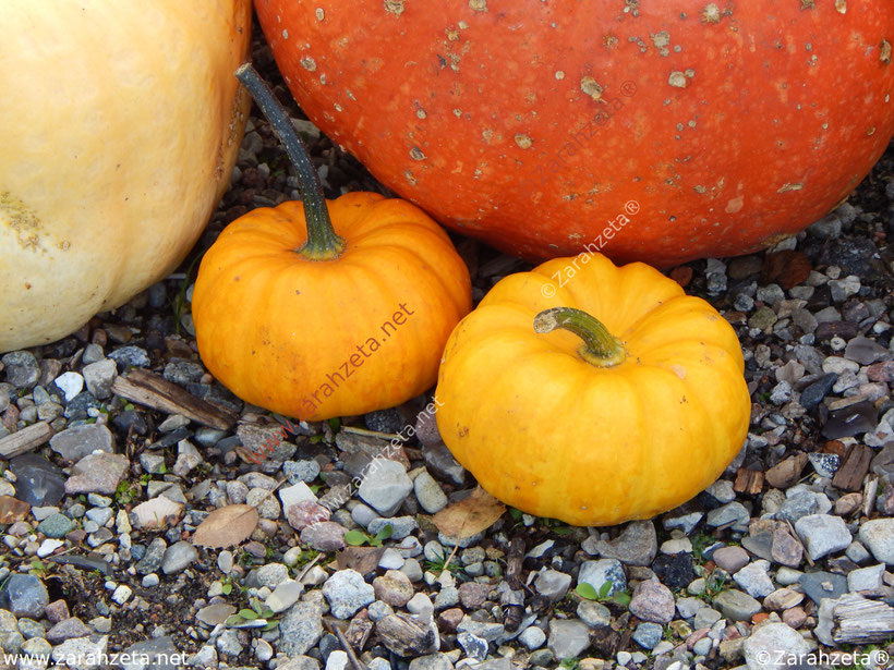 Kürbisse im Herbst