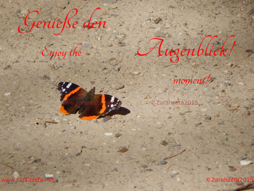 Schmetterling auf Sandweg