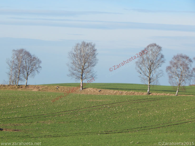 Kahle Bäume im Winter auf dem Land