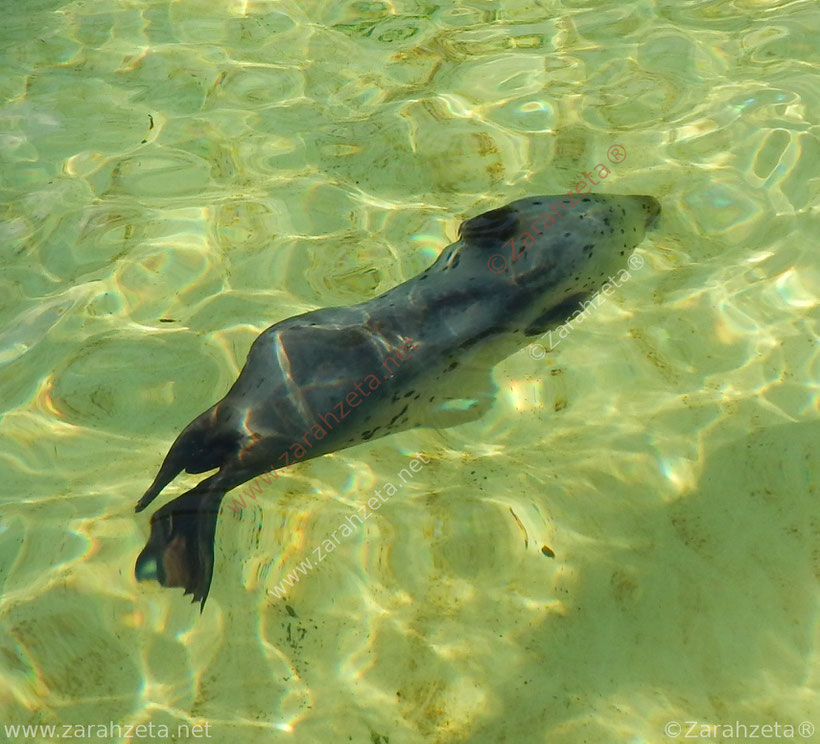 Tauchende Robbe im Wasserbecken