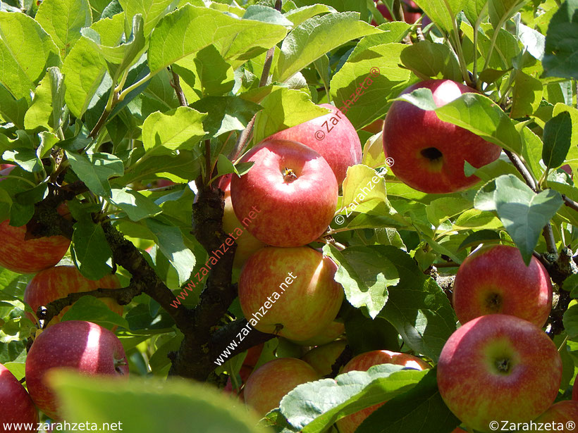 Reife rote Äpfel am Baum
