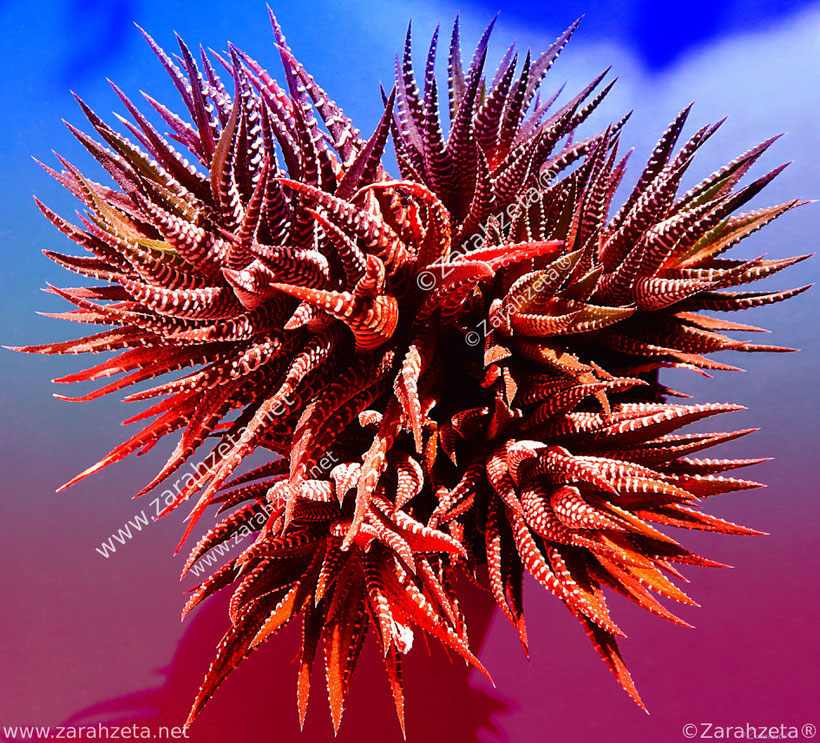 Verfremdete Aloe Vera in Rot