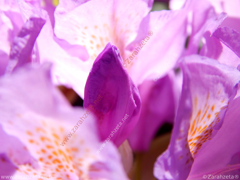 Pinker Rhododendron in der Sonne