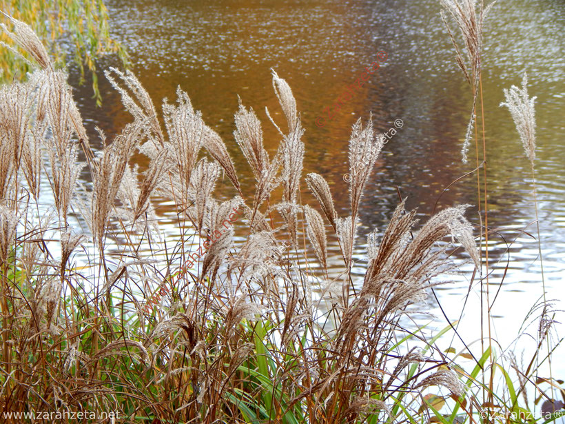 Schilf am Seeufer im Herbst