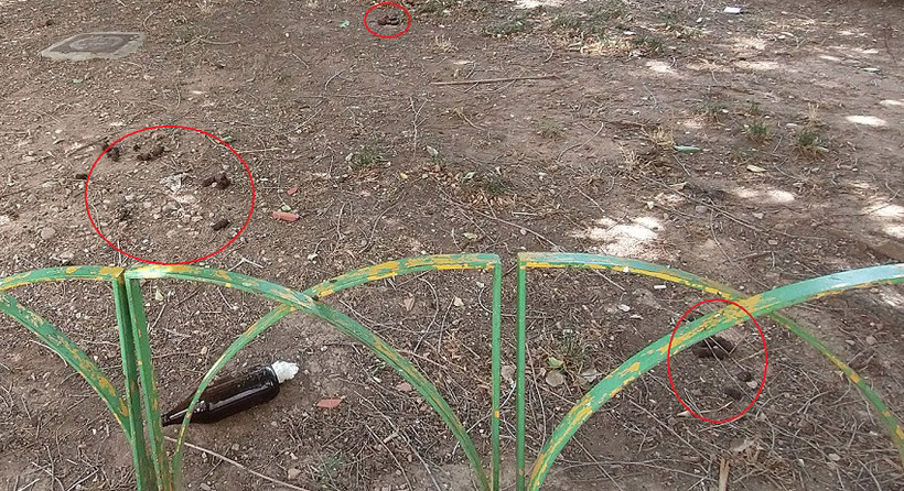 En los jardines y parques en Valencia donde todo el día andan sueltos los perros, acaban con el césped y lleno de excrementos..