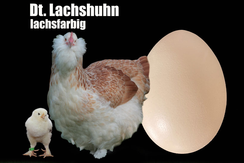 Lachsfarbige Lachshenne mit Küken und Lachshuhn Ei