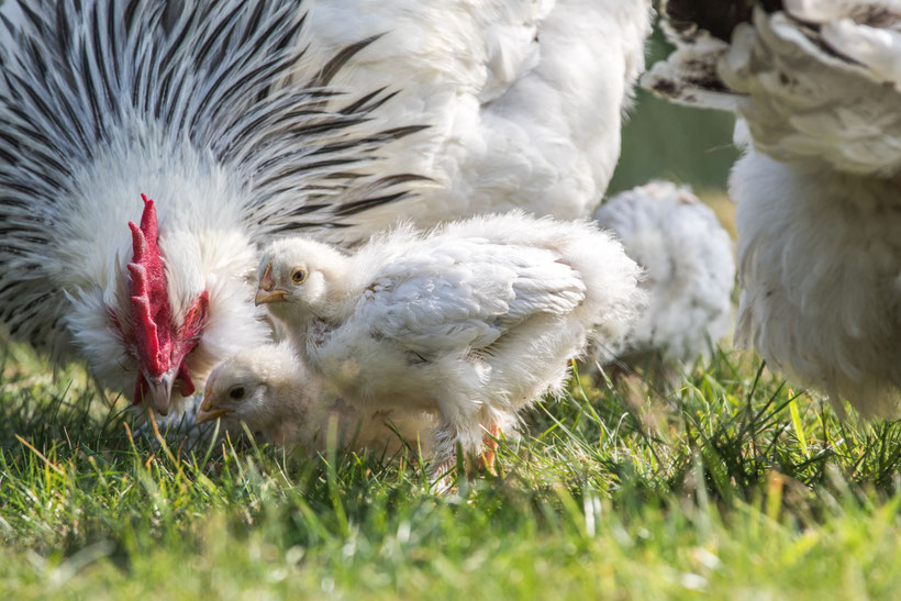 Lachshahn zeigt den Küken auf der Wiese Futter